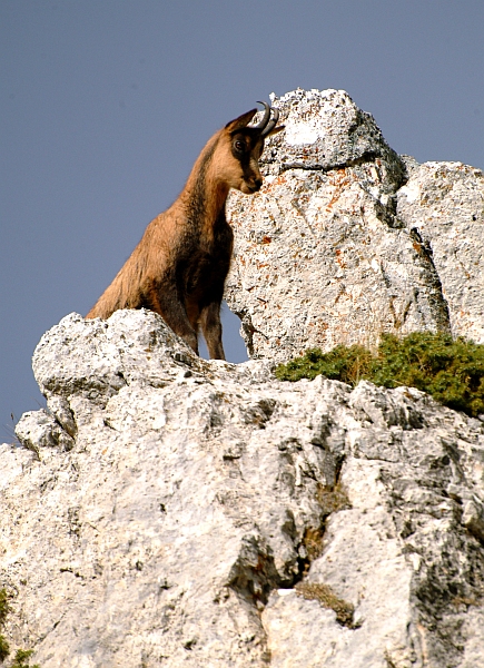 Camoscio d''Abruzzo Rupicapra pyrenaica ornata